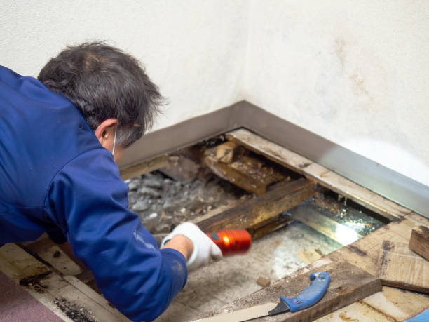 Best Basement Mold Remediation in East Niles, CA