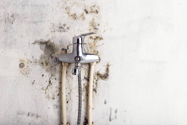 Best DIY Mold Remediation Support Services in East Niles, CA