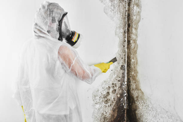 Best White Mold Remediation in East Niles, CA