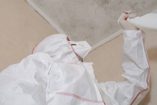 Best Commercial Mold Remediation in East Niles, CA