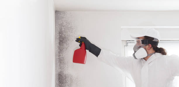Best Post-Flood Mold Remediation in East Niles, CA