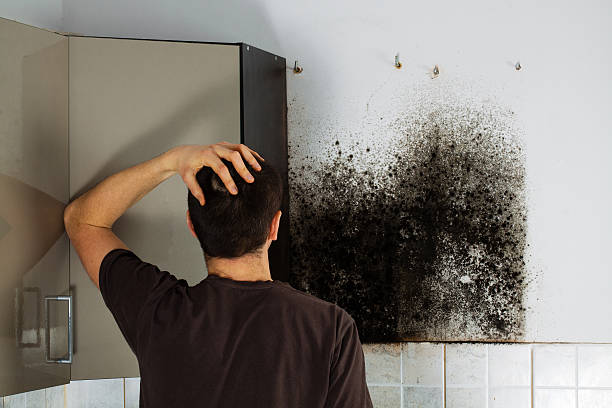 Best Black Mold Remediation in East Niles, CA