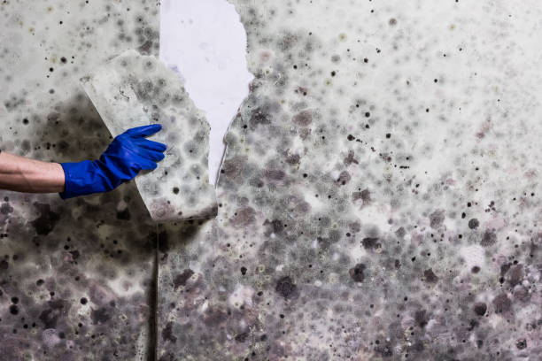 Best Bathroom Mold Remediation in East Niles, CA