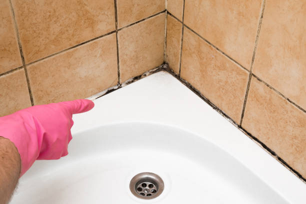 Best Mold Remediation for Schools in East Niles, CA